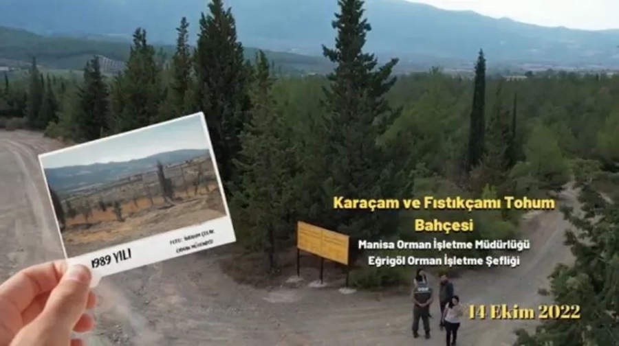 MANİSA TOHUM BAHÇESİNDEN AĞAÇLANDIRMAYA 33 YILDIR KATKI