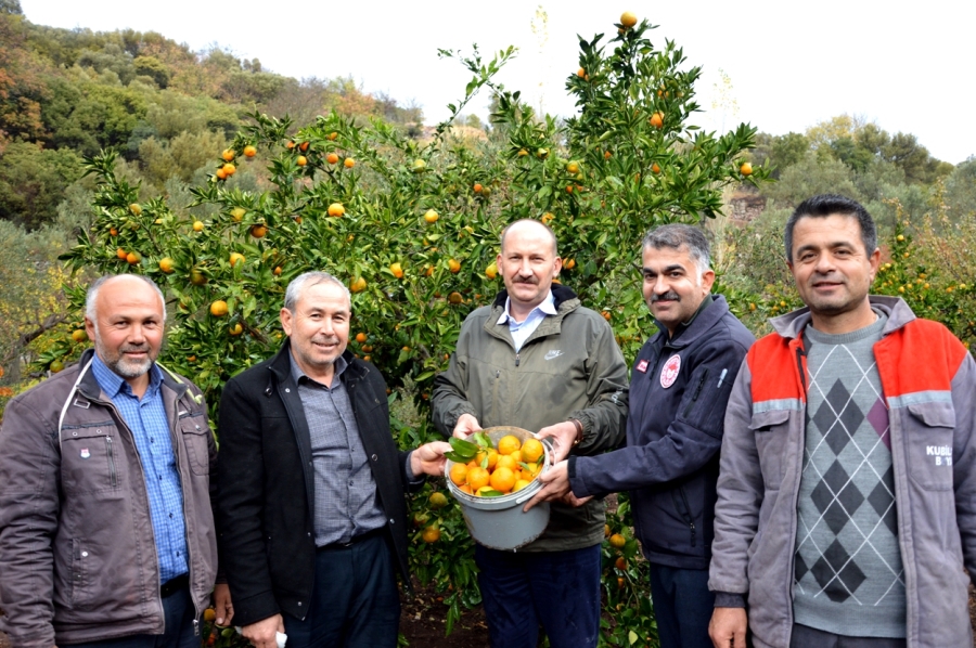 Yuntdağyenice Köyü’nde  mandalinadan  ürün alınmaya başlandı