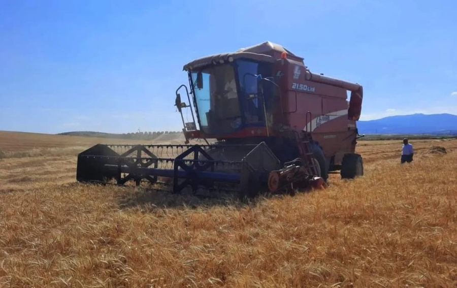 Saruhanlı Belediyesi  Büyükbelen’deki  Buğdayı  Hasat Etti