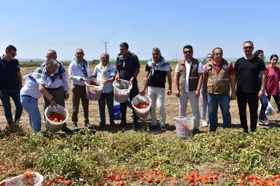 MANİSA OVASINDA DOMATESTE HASAT ÇALIŞMALARI DEVAM EDİYOR