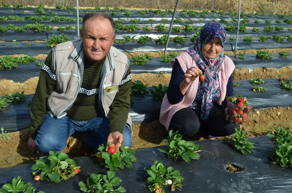 KÖPRÜBAŞI’NDA   ÇİLEK  HASADI   DEVAM   EDİYOR                                                            