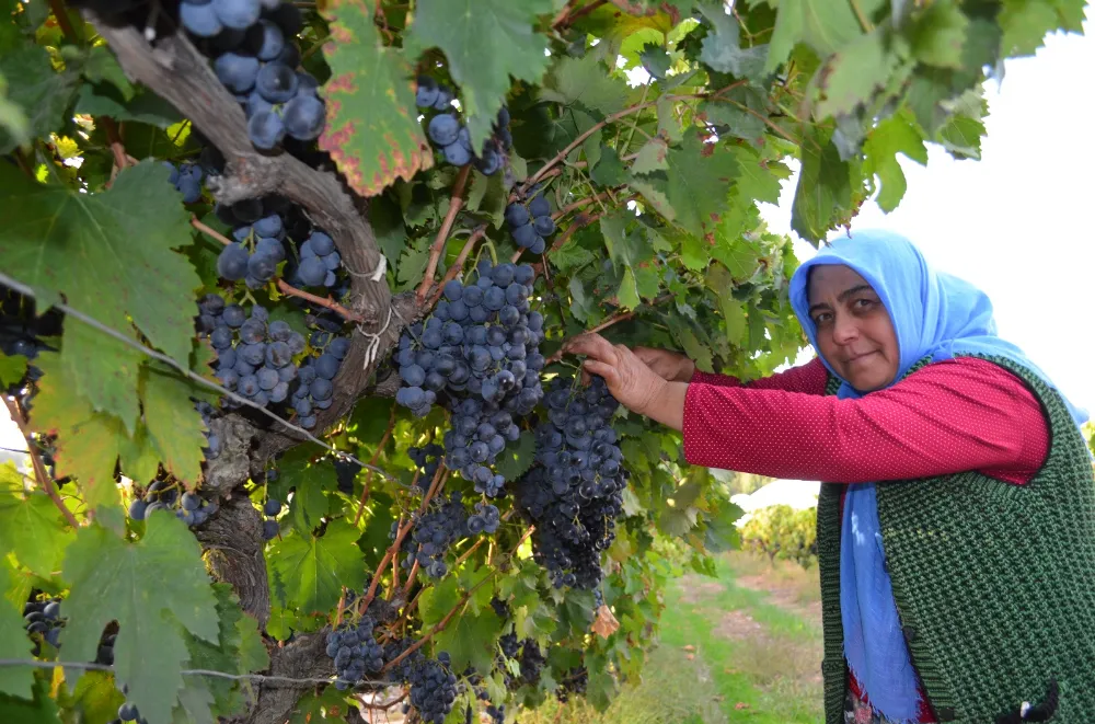 GÖRDES’TE YAYLA BAĞCILIĞINA HANIMELİ DEĞDİ