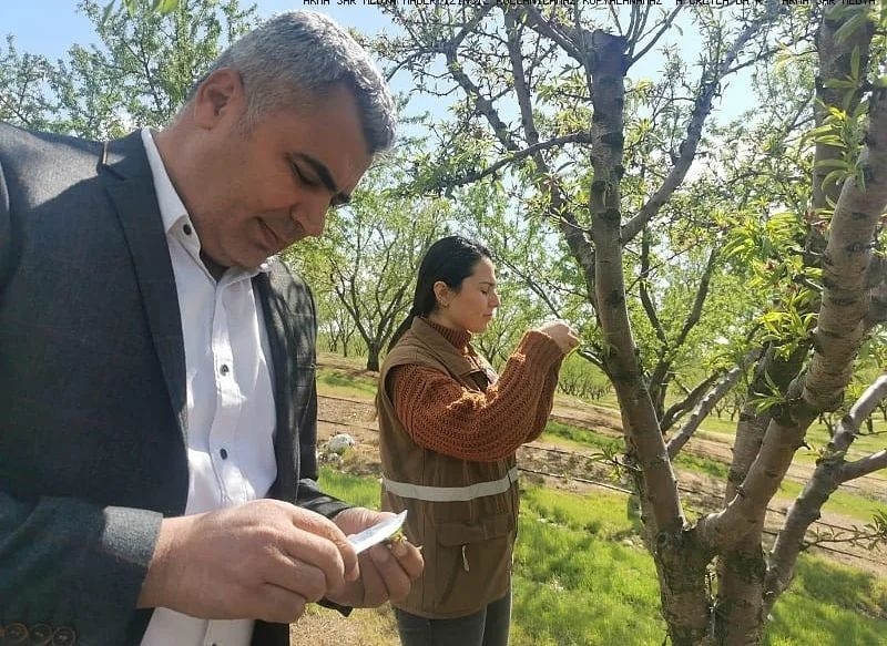 Akhisar’da Bağları ve Bademleri Don Vurdu!