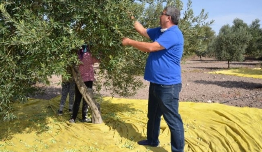 Başkan Okur, Bu yıl satımlık zeytin yok... 