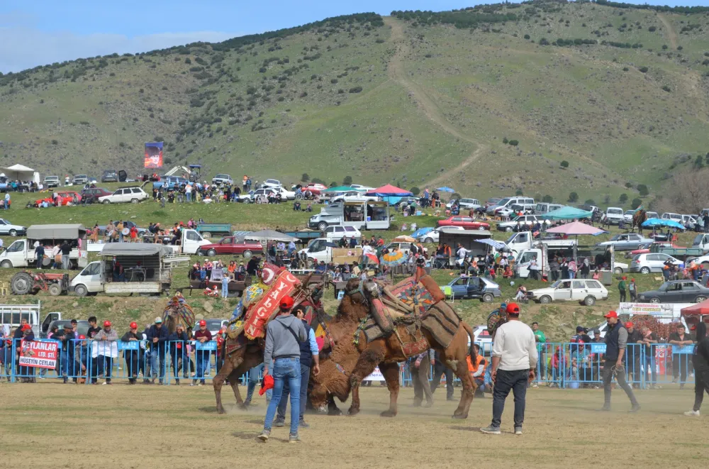 SARIGÖL DEVE GÜREŞLERİNDE 100 DEVE YARIŞTI