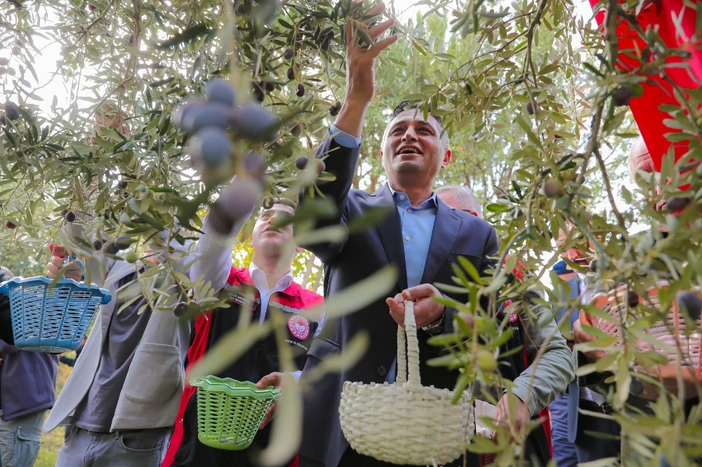 Aliağa’da Zeytin Hasadı Şenlik Havasında Başladı