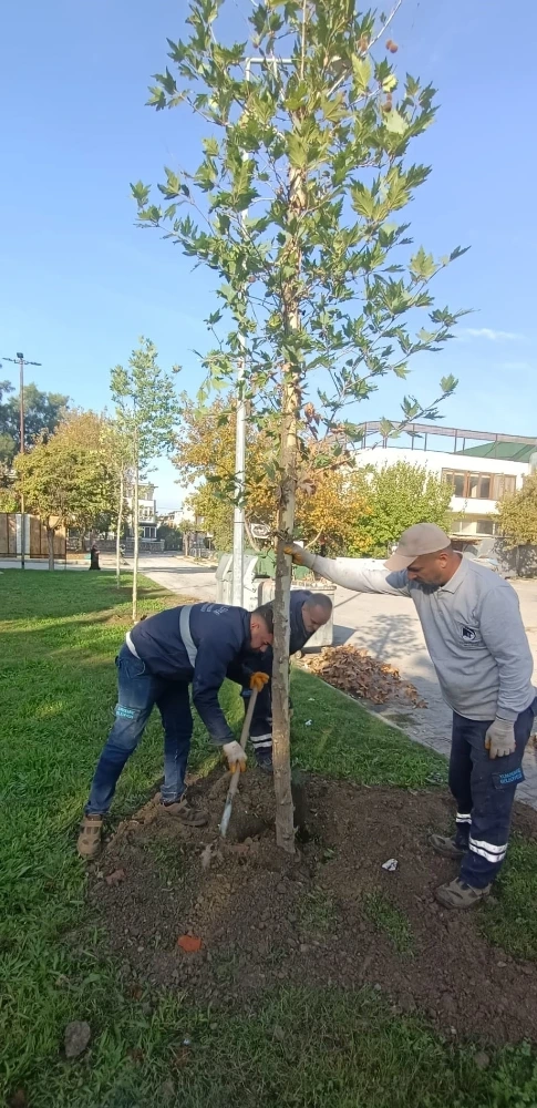 Yunusemre’de Sonbahar Ağaçlandırması Hızlandı