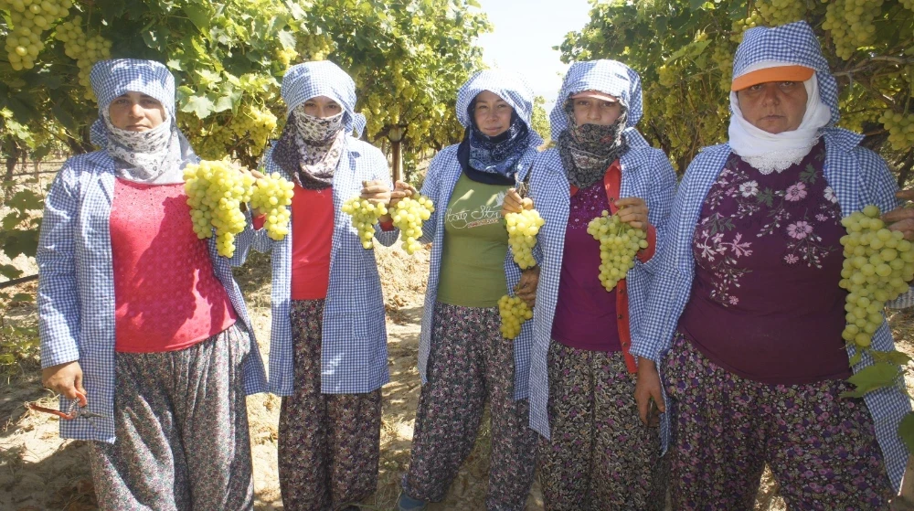 Superior Seedless Üzümünde İhracat Sezonu Başladı: Hedef 10 Milyon Dolar
