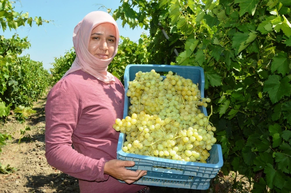 Manisa’da Sultani Üzümde Hasat 15 Temmuz’da Başlıyor