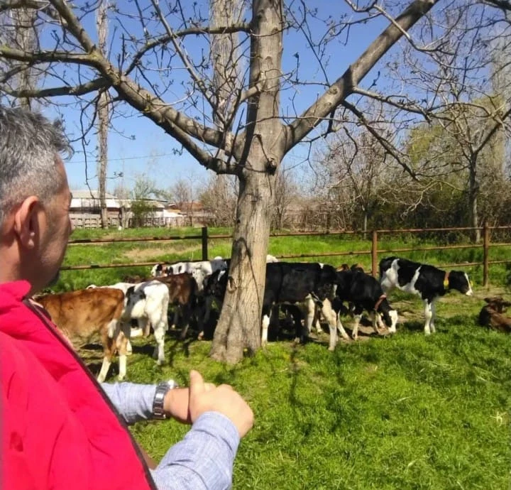 DYP’li Şimşek’ten Şap Hastalığı Uyarısı: “10 Binden Fazla Hayvan Telef Oldu”