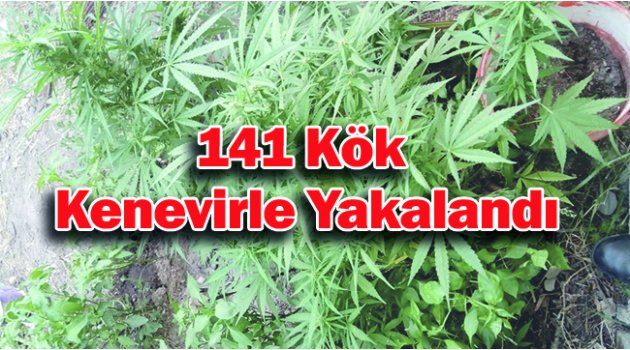141 Kök Kenevirle Yakalandı, “İçiciyim” Dedi