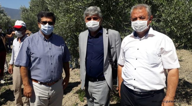 Zeytin Sineği ile Biyoteknik Mücadele Dönemi Başladı