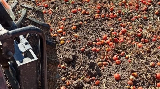 Domates Fiyatı Düşünce, Tarlasını Traktörle Sürdü