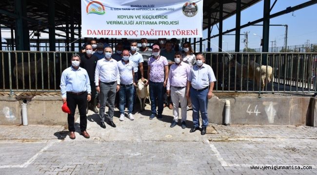 Manisalı Yetiştiricilere 77 Adet Damızlık Koç Dağıtımı Yapıldı