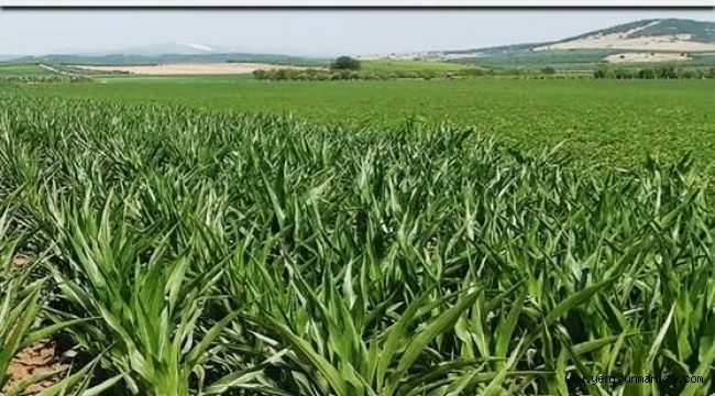 2021 ÜRETİM YILI ÇİFTÇİ KAYIT SİSTEMİ(ÇKS) BAŞVURULARI BAŞLADI