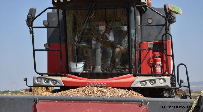  Tarım İl Müdürü Öztürk Mısır Hasadına Katıldı