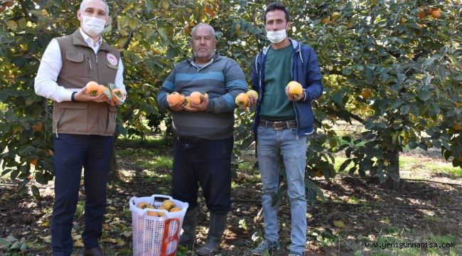 ALaşehirde Cennet Hurması Hasadı Başladı