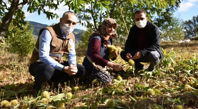 Demirci’de Kestane Hasadı Başladı