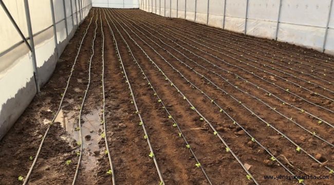 Kula’da Seralar Kuruldu, Üretim Başladı