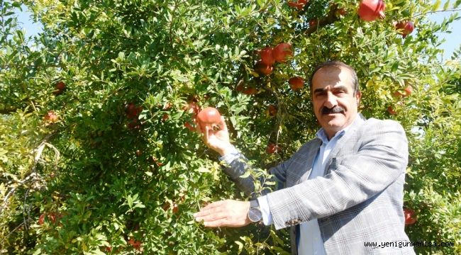 Nar ihracatında 126 milyon dolarla tarihi rekor geldi