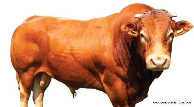 KREDİ KARTIYLA TEK ÇEKİM VEYA VADELİ OLARAK KURBAN ALINABİLİR 