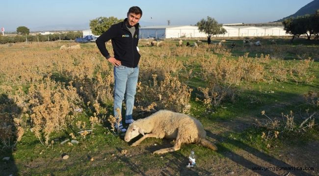 Şehzadeler’de 15 hayvan telef oldu