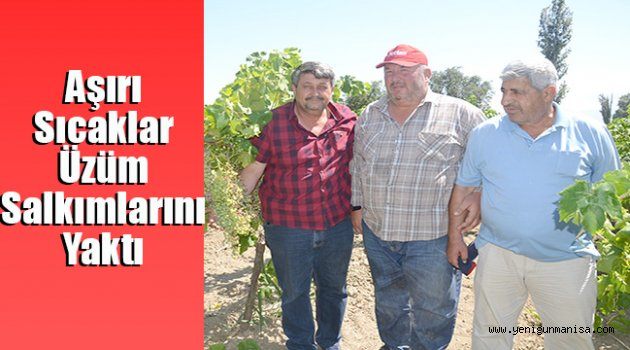 Aşırı Sıcaklar Üzüm Salkımlarını Yaktı