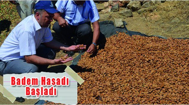 Badem Hasadı Başladı