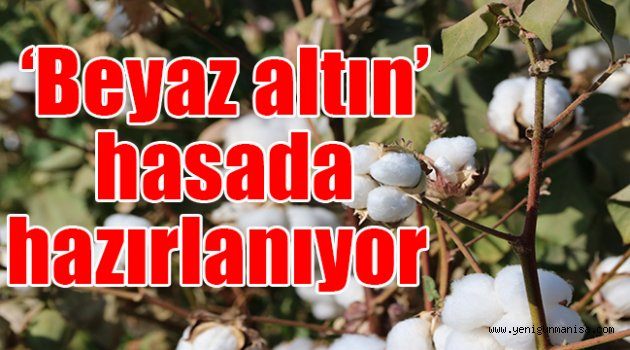 ‘Beyaz altın’ hasada hazırlanıyor