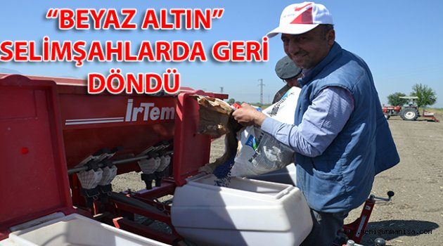 “BEYAZ ALTIN” SELİMŞAHLARDA GERİ DÖNDÜ