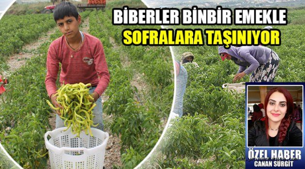 BİBERLER BİNBİR EMEKLE SOFRALARA TAŞINIYOR