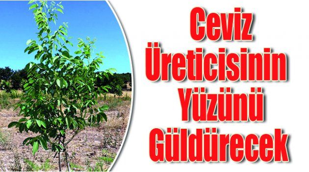 Ceviz Üreticisinin  Yüzünü Güldürecek