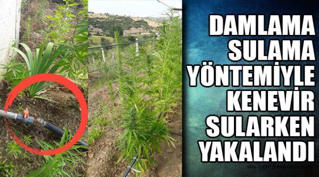 DAMLAMA SULAMA YÖNTEMİYLE KENEVİR SULARKEN YAKALANDI