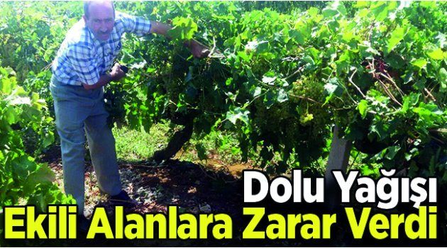 Dolu Yağışı Ekili Alanlara Zarar Verdi