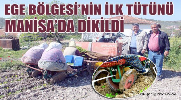 EGE BÖLGESİ’NİN İLK TÜTÜNÜ MANİSA’DA DİKİLDİ