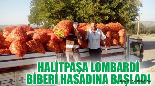 HALİTPAŞA LOMBARDİ BİBERİ HASADINA BAŞLADI