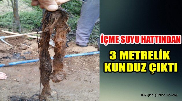 İÇME SUYU HATTINDAN 3 METRELİK KUNDUZ ÇIKTI