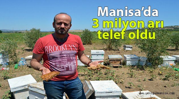 Manisa’da 3 milyon arı telef oldu