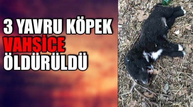 MANİSA’DA 3 YAVRU KÖPEK VAHŞİCE ÖLDÜRÜLDÜ