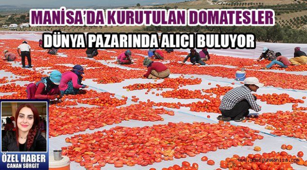 MANİSA’DA KURUTULAN DOMATESLER DÜNYA PAZARINDA ALICI BULUYOR