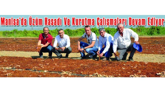 Manisa’da Üzüm Hasadı Ve Kurutma Çalışmaları Devam Ediyor