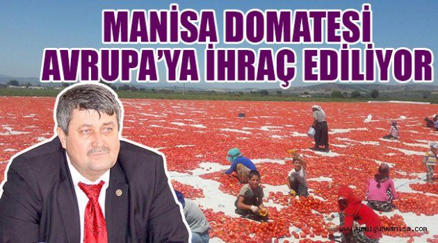 MANİSA DOMATESİ AVRUPA’YA İHRAÇ EDİLİYOR