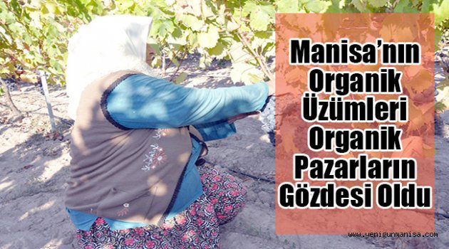 Manisa’nın Organik Üzümleri Organik Pazarların Gözdesi Oldu