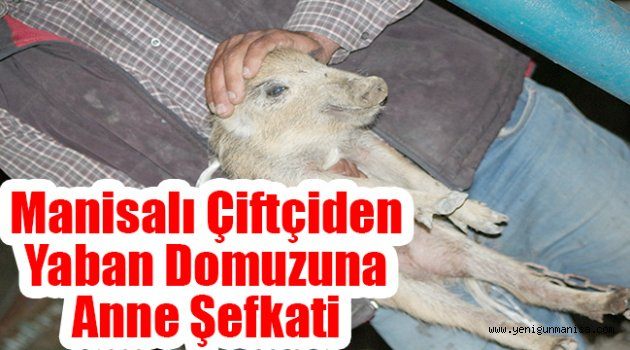 Manisalı Çiftçiden Yaban Domuzuna Anne Şefkati