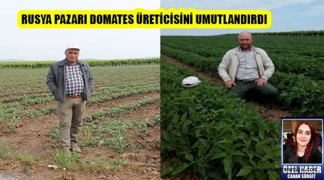 RUSYA PAZARI DOMATES ÜRETİCİSİNİ UMUTLANDIRDI