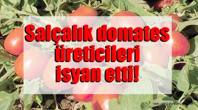 Salçalık domates üreticileri isyan etti!