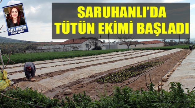 SARUHANLI’DA TÜTÜN EKİMİ BAŞLADI