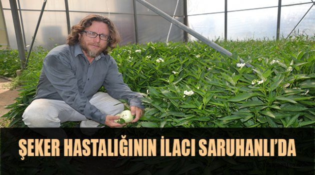 ŞEKER HASTALIĞININ İLACI SARUHANLI’DA