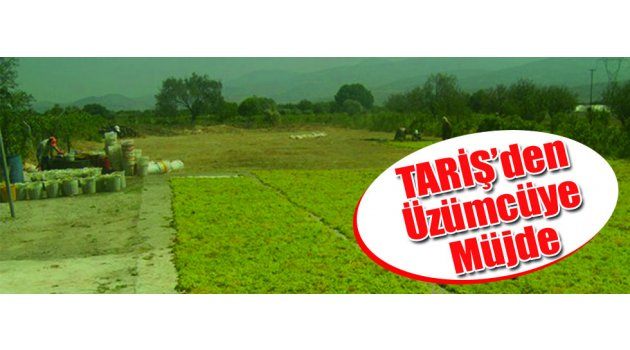 TARİŞ’den Üzümcüye Müjde