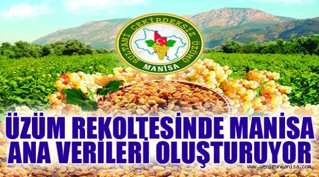 ÜZÜM REKOLTESİNDE MANİSA ANA VERİLERİ OLUŞTURUYOR